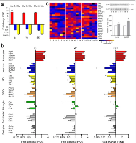 Fig. 3 Enrichment analysis of ALDH1L1precursor cells ( – eGFP-L10a IP samples. a qPCR expression (mean ± standard deviation, n = 6, two per group for IP, n = 6,two per group for UB) of the cell-specific marker for astrocytes (Gfap) is consistently enriched