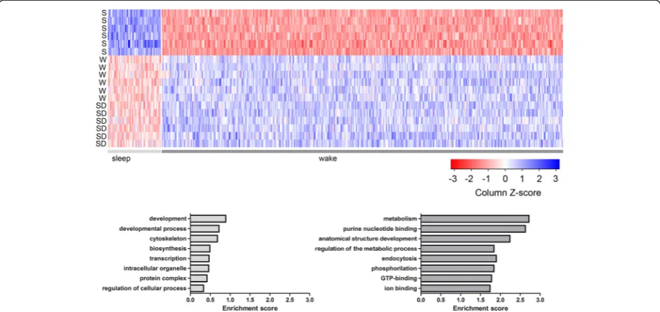 Fig. 4 Functional characterization of genes differentially expressed in sleep (S) and wake (W + SD)