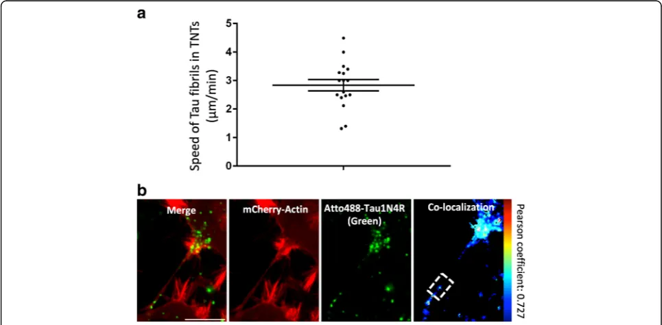 Fig. 7 Characteristics of Tau fibrils trafficking in TNTs. For (and actin (Pearson correlation coefficient: 0.727)