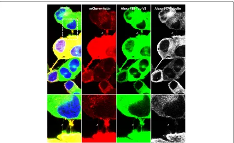 Fig. 1 Tau is associated with TNTs in neuronal CAD cells. Cells were plated in Lab-Tek chamber slides and co-infected with LVs encoding mCherry-images were processed using ZEN and ImageJ