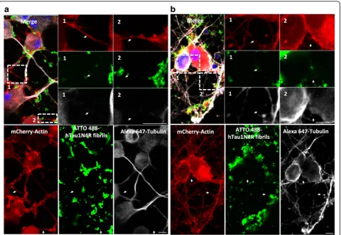 Fig. 5 Exogenous Tau fibrils are found within TNTs. CAD neuronal cells (a) or primary neurons (b) were plated in Lab-Tek chamber slides andinfected with LVs encoding mCherry-Actin (red)
