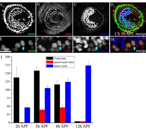 Fig. 2. emsprogenitors.  is expressed in a subset of olfactory sense organ(A-D)5 hours APF antennal disc co-stained with anti-Senseless (A), anti-Ems (B) and anti-Amos (C)