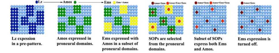 Fig. 6. Summary diagram of the development of SOPs in the antennal disc. Lz is expressed in a zone of epidermal cells defining a prepatternin the third antennal disc
