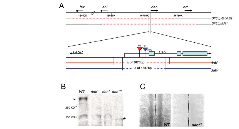 Fig. 1. Generation of Dab mutations. (P{EPgy2}Dab[EY10190] (P1) and P{XP}Dab[d11255] (P2), were mobilized out of the chromosome to yield imprecise excisions