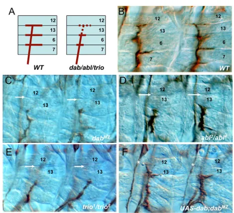 Fig. 3. Axonal phenotypes of segmental nerve a (SNa) motornerves.short (white arrows) in comparison with wild type (B), whereas lateralprojections are mostly normal (placed in different focal plane in somepictures)