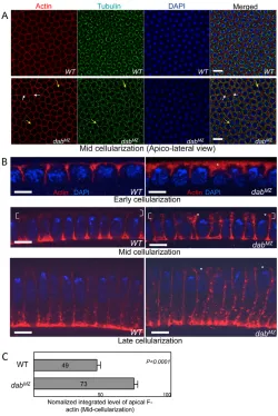 Fig. 5. Variable lateral actin accumulation in Dabactin accumulation (arrows in red channel)