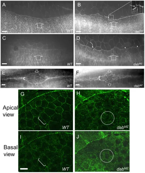 Fig. 7. Epithelial morphogenetic defects in At stage 14, wild-subcellular localization in amnioserosa cells