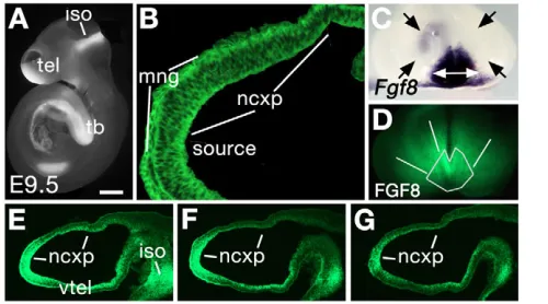 Fig. 1. FGF8 is distributed throughout the neocortical primordiumat E9.5. towards the left, processed for FGF8 IFl