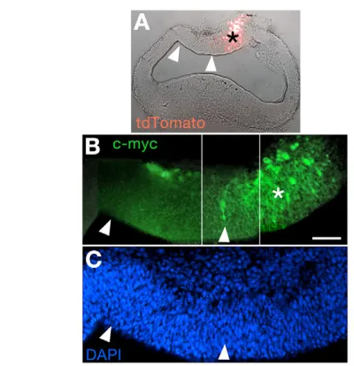 Fig. 5. FGF8 diffuses from electroporation sites of Fgf8. 