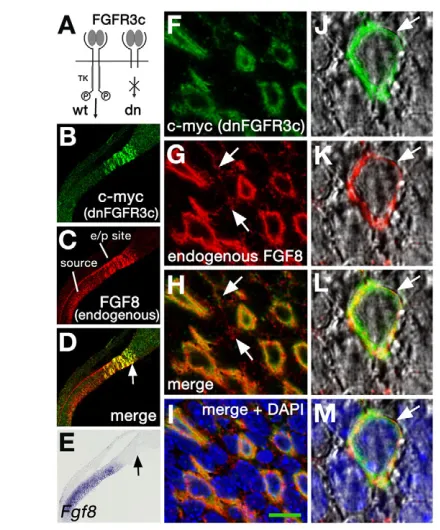 Fig. 7. Dominant-negative FGFR3c sequesters FGF8. (the surface of electroporated cells