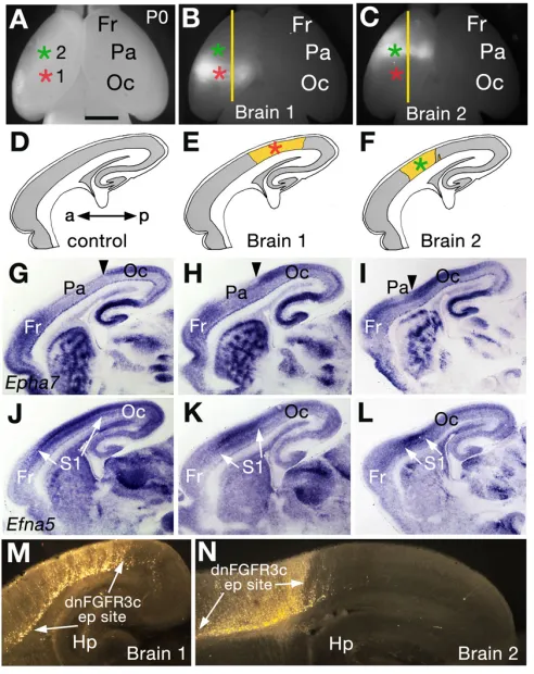 Fig. 9. A/P patterning in neocortex correlates with gene dosageof in proportional area as increases (B)