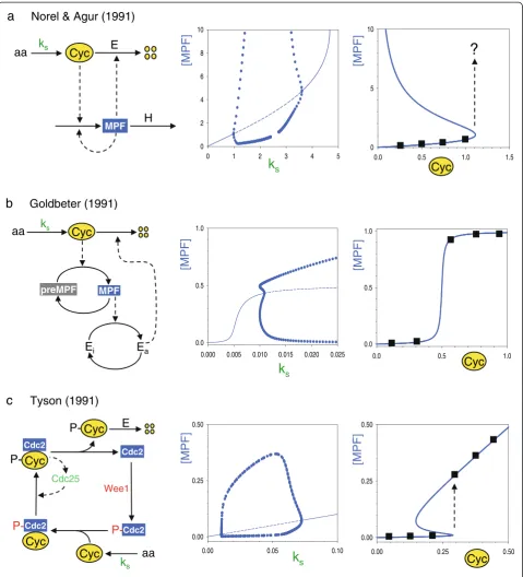 Fig. 2. Three early models of the mitotic control system proposed by Norel and Agur [14] (cyclin level where the control system would make an abrupt jump to a state of high MPF activity