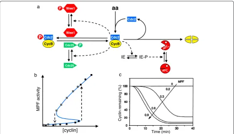 Fig. 3. The Novak-Tyson 1993 model of mitotic control in frog eggs and extracts.of [cyclin] between the two arrows, the control system isarrowsSolomonaccording to the model