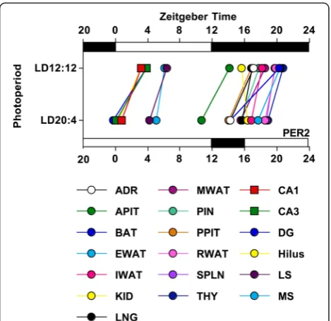 Fig. 7 Summary of photoperiodic modulation of phase relationshipsamong tissues in the circadian system