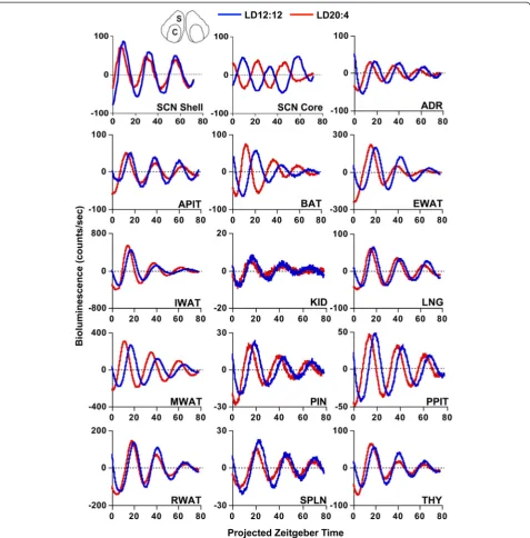 Fig. 1 Representative time series of bioluminescence rhythms measured in vitro from tissues collected from PER2::LUC mice housed underLD12:12 or LD20:4