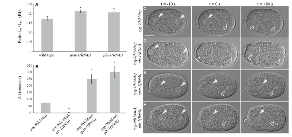 Fig. 2. Depletion of SPAT-1 and PLK-1 results in cell cycle delay. (in Table S1 in the supplementary material