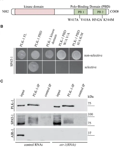 Fig. 3. SPAT-1 interacts with PLK-1. (kinase domain and polo-box domain (PBD) with the two polo boxes(PB1 and PB2) indicated