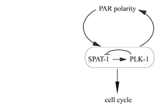 Fig. 7. Working model for SPAT-1 and PLK-1 in coupling PARpolarity and cell cycle. Lines with bars show antagonistic interactions,whereas lines with arrows depict positive interactions