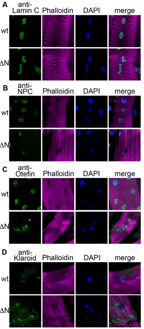 Fig. 1. Larval muscle expression of Lamin C in nuclear organization and muscle defects