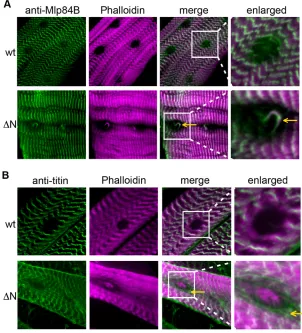 Fig. 3. Cytoskeletal elements organization isperturbed in the muscles of larvae expressingLamin C N