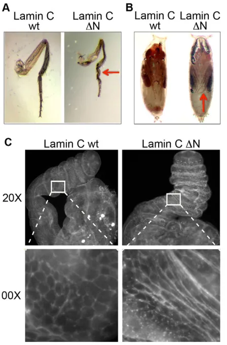 Fig. 4. Larval muscle-specific expression of Lamin C �defects in adult legs and leg imaginal discs.N causes leg (A,B)Third leg from adultflies (A) and pupae (B) expressing wild-type Lamin C (wt) or Lamin C N(N) by the C57 driver