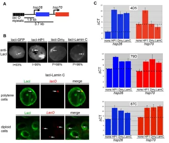 Fig. 6. Effects of tethering Lamin C upstream