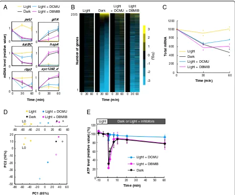 Fig. 1 Inhibition of photosynthetic electron transport mimicked dark-repression-like genome-wide transcription profiles under illuminationwithout dramatic loss of ATP content