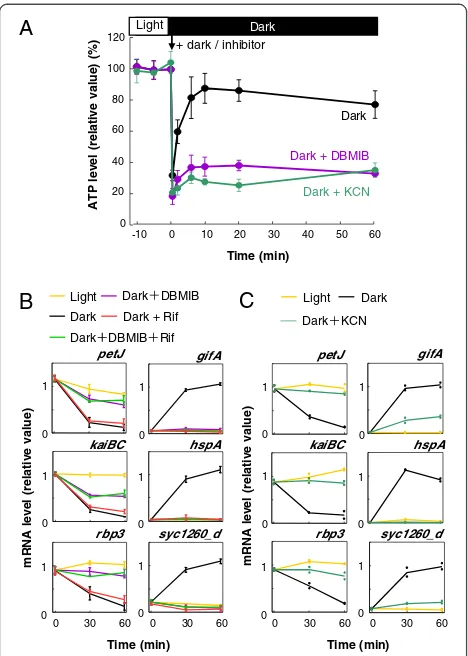 Fig. 2 Requirement of ATP maintenance for transcription inrespiratory electron transport inhibitor, DBMIB or the inhibitor ofcytochrome c oxidase, KCN