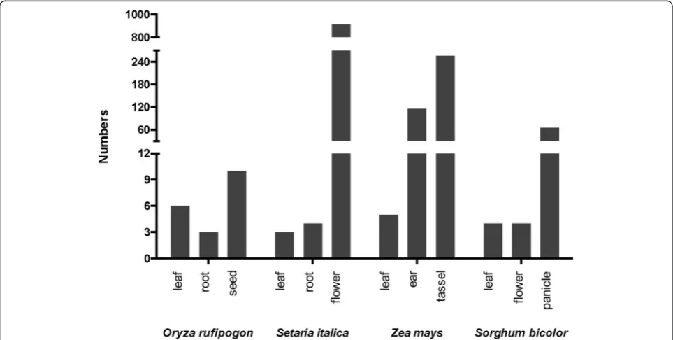 Fig. 3 Number of PHAS loci identified in different organs of representative species in the grass family