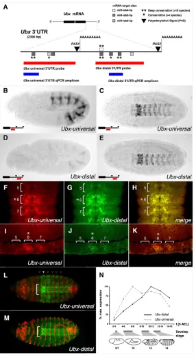 Fig. 1. The Hox gene Ubxindicating that approximately coincident expression domains within thedeveloping CNS