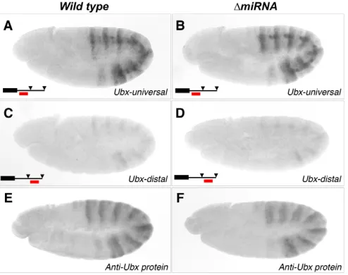 Fig. 2. Ubxanalyses indicate that no major interaction takes place between miRNAs and  and miR-iab4/8 expression patterns during germ band extension