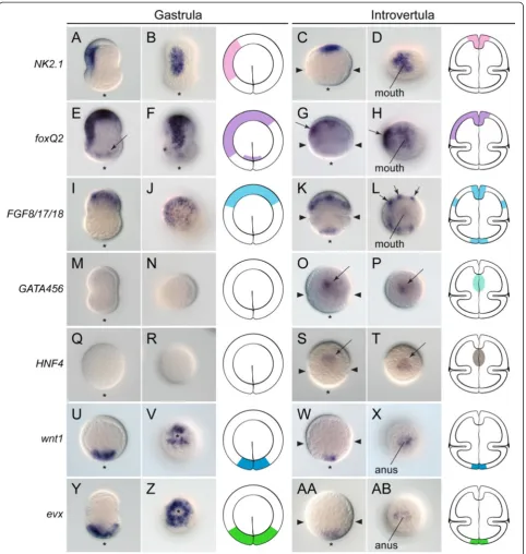 Figure 5 Anteroposterior patterning of the digestive system inis expressed in the animal ectoderm during gastrulation, and in mouth, anus, and six ectodermal clusters (black arrows inorganogenesis.W(black arrow instage.of the trunk and anus at the introver