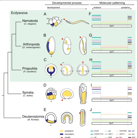 Figure 6 Evolution of endodermal differentiation in the Ecdysozoa.GATA456 (A-C) Gut formation in C