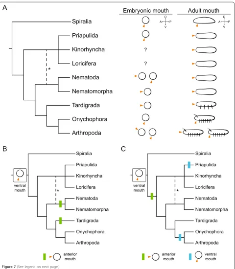Figure 7 (See legend on next page.)