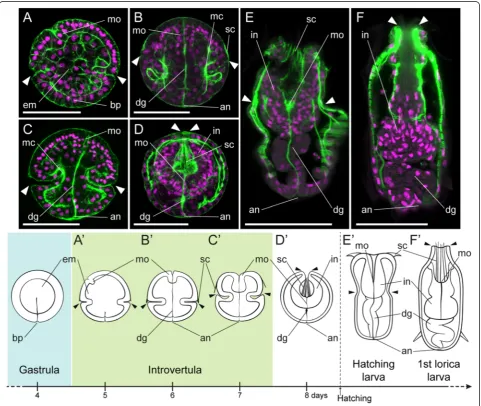 Figure 2 Gut formation duringhatching larva, and the first lorica larva, stained with phallacidin (green) and propidium iodide (magenta)