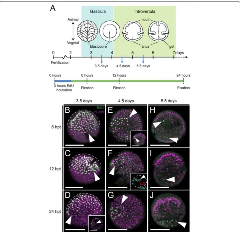 Figure 4 Cell proliferation during mouth development in Priapulus caudatus. (A) Schematic summary of the experimental setup to identify proliferativecells (by means of EdU incorporation) after 3.5, 4.5, and 5.5 days of development, and their position 6, 12