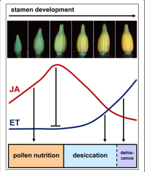 Figure 10 Schematic model of the role of jasmonates in stamendevelopment of tomato. Jasmonate levels increase transiently duringstamen development