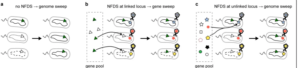 Figure 1 Schematic diagram showing the mode of selective sweeps under various scenarios