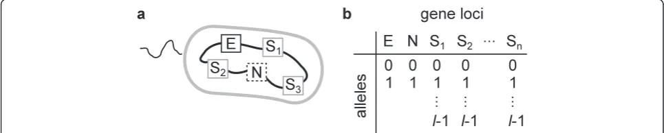 Figure 2 Conceptual diagram of the model. (a) A prokaryotic genome assumed in the model