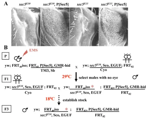 Fig. 1. An F1 screen for a temperature-sensitive allele of sec5.P[Sec5]on the absence of eyes and retested at 29at 18(A)Scanning electron micrographs of Drosophila eyes madehomozygous for sec5E10 or sec5E13, with or without the presence of the transgene