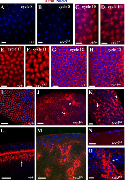 Fig. 3. F-actin localization indicates an abrupt failure ofcellularization in embryos 6-8 hours AEL at 15contained a reservoir of F-actin (arrow) below the furrow canals
