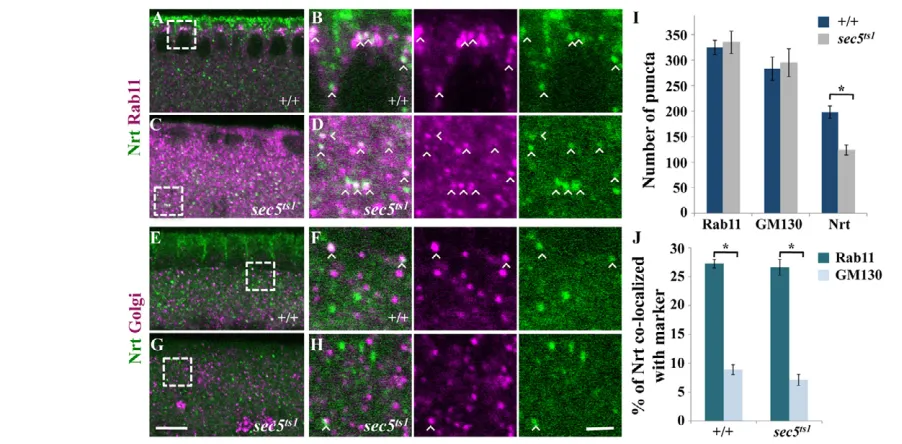 Fig. 6. Neurotactin colocalization with Rab11 and GM130 is normal in sec5puncta that colocalized with Rab11 and GM130