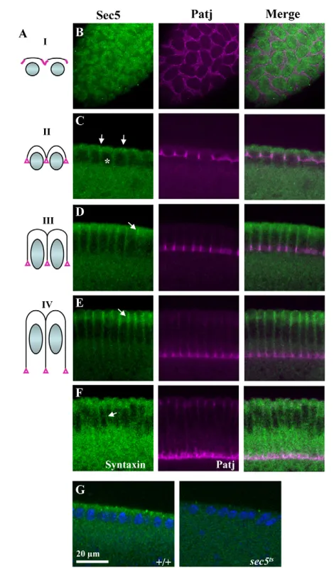 Fig. 7. Sec5 localization during cellularization. (truncated A)The four phasesof cellularization, as defined by Lecuit and Wieschaus (Lecuit andWieschaus, 2000)