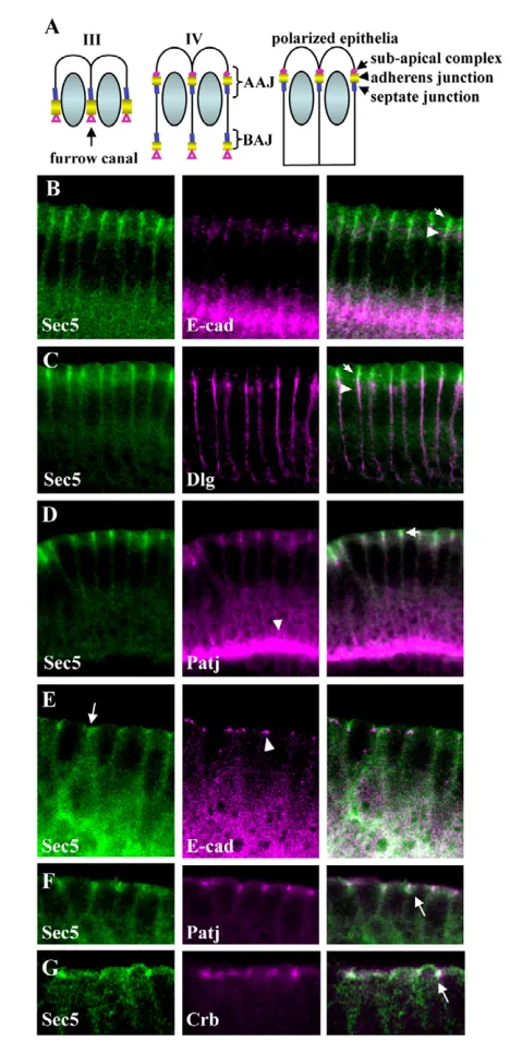 Fig. 8. Sec5 colocalizes with members of the sub-apical complex(SAC).furrow canal and basal adherens junctions (BAJs) reappeared at the SAC,apical adherens junctions (AAJs) and septate junctions, but with aninverted apical-basal order