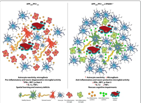 Fig. 9 Schematic of the modulated neuro-inflammatory environment in APPSWE/PS1ΔE9 x IFNAR1−/− mice