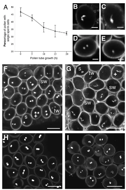 Fig. 1. Impact of the mutation cdka;1error bars indicate s.d.). (of growing pollen tubes with single sperm cells