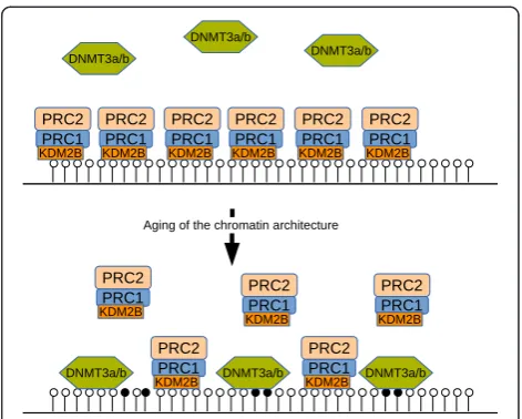 Figure 1. De novo methylation by competition. UnmethylatedCpG-rich DNA regions, termed CpG islands, are recognized andbound by KDM2B, which recruits PRC1, which in turn results in PRC2binding and H3K27me3 formation