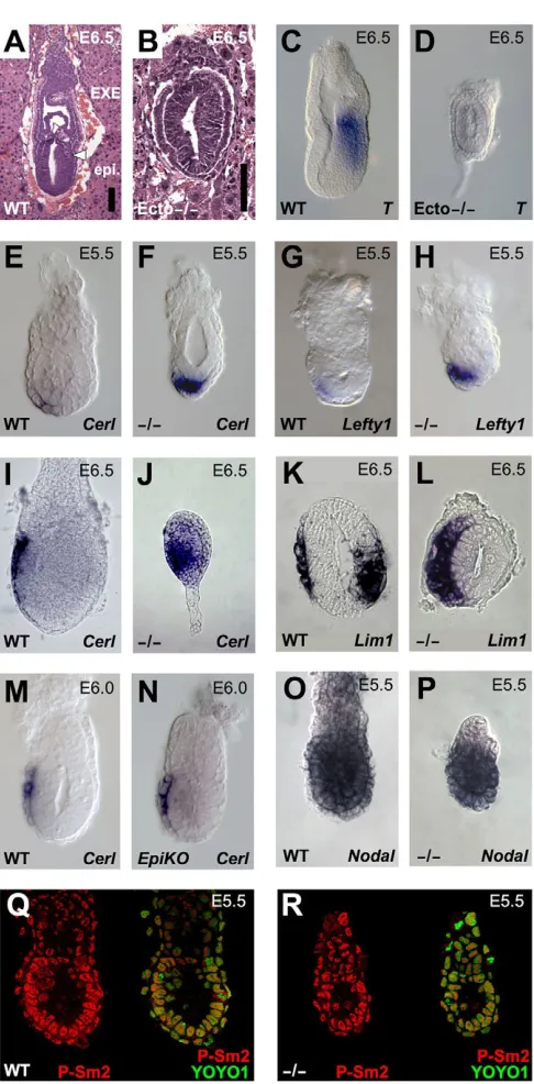 Fig. 1. Ecto homozygous mutant embryos display profounddefects in polarity and patterning before gastrulation.(A,B)Hematoxylin and Eosin staining of sections of wild-type (A) and