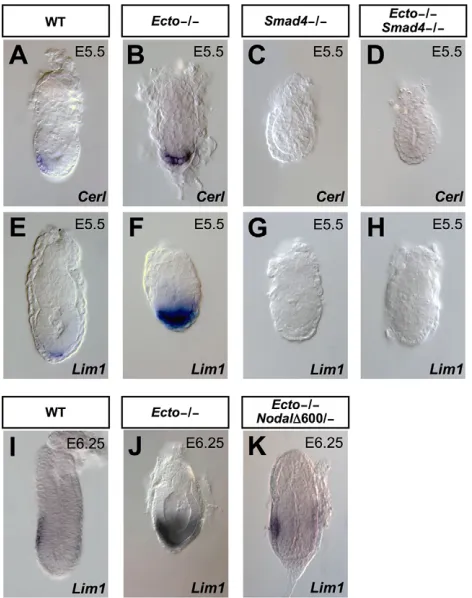 Fig. 2. Defective AVE patterning in in the supplementary material). (the combined use of null (alleles counterbalances AVE expansion in Smad4Ecto (A-H(D,H)