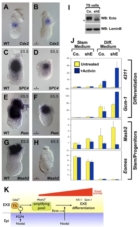 Fig. 4. Ectogiven relative to precocious differentiation only in the absence of Ecto and in thepresence of TGFexperiment are presented as mean±s.d